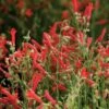 Compact Pineleaf Penstemon