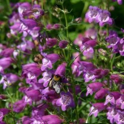 Pike's Peak Purple® Penstemon -Sosoli Plant Shop penstemon mexicali pikes peak flowers pollinator