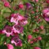 Red Rocks® Penstemon -Sosoli Plant Shop penstemon mexicali red rocks 75796p 2