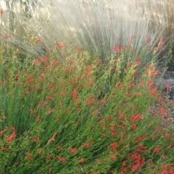 Pineleaf Penstemon -Sosoli Plant Shop penstemon pinifolious with nassella cropped