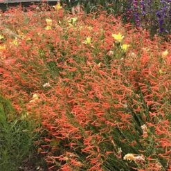 Luminous Pineleaf Penstemon 7 Luminous Pineleaf Penstemon -Sosoli Plant Shop penstemon pinifolius luminous