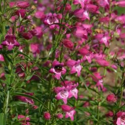 Red Rocks® Penstemon -Sosoli Plant Shop penstemon x mexicali red rocks 21 plant select 1