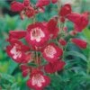 Rubycunda Penstemon 1 Rubycunda Penstemon -Sosoli Plant Shop penstemon barbatus rubycunda 75802 web