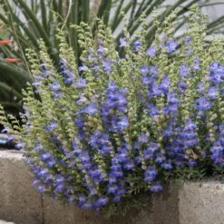Blue Lips Penstemon -Sosoli Plant Shop penstemon blue lips 78798 2 web