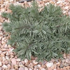 Blue Lips Penstemon -Sosoli Plant Shop penstemon blue lips 78798 3 web