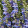Blue Lips Penstemon 1 Blue Lips Penstemon -Sosoli Plant Shop penstemon blue lips 78798 4 web