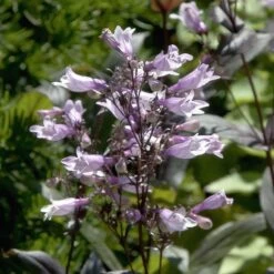 Dark Towers Penstemon -Sosoli Plant Shop penstemon dark towers flowers 35