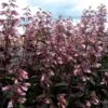Dark Towers Penstemon -Sosoli Plant Shop penstemon dark towers 1b