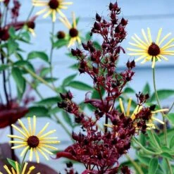 Dark Towers Penstemon -Sosoli Plant Shop penstemon dark towers 3b