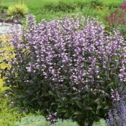 Dark Towers Penstemon -Sosoli Plant Shop penstemon dark towers walters gardens cropped