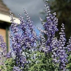Lacey Blue Russian Sage -Sosoli Plant Shop perovskia atriplicifolia lacy blue 76615 2 web