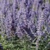 Lacey Blue Russian Sage -Sosoli Plant Shop perovskia atriplicifolia lacy blue 76615 3 web