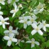 Desert Snow Mock Orange (Philadelphus) -Sosoli Plant Shop philadelphus microphyllus desert snow
