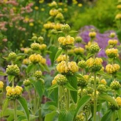 Hardy Jerusalem Sage (Phlomis) -Sosoli Plant Shop phlomis russeliana lampwick plant jerusalum sage 2