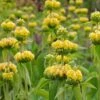 Hardy Jerusalem Sage (Phlomis) -Sosoli Plant Shop phlomis russeliana lampwick plant jerusalum sage 3