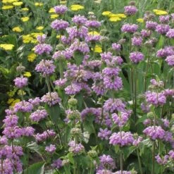 Kashmir False Sage (Phlomis) 8 Kashmir False Sage (Phlomis) -Sosoli Plant Shop phlomis cashmeriana 77103 1 web