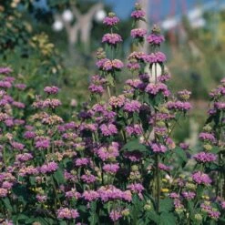 Kashmir False Sage (Phlomis) 9 Kashmir False Sage (Phlomis) -Sosoli Plant Shop phlomis cashmeriana 77103 3 web