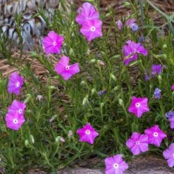 Perfect Pink Santa Fe Phlox -Sosoli Plant Shop phlox nana perfect pink 1