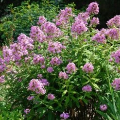 Jeana Garden Phlox -Sosoli Plant Shop phlox paniculata jeana flowers