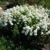 David Garden Phlox -Sosoli Plant Shop phlox david 1 1 7