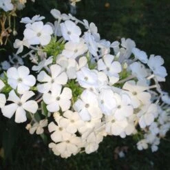 David Garden Phlox -Sosoli Plant Shop phlox david 1 2