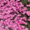 Perfect Pink Santa Fe Phlox 2 Perfect Pink Santa Fe Phlox -Sosoli Plant Shop phlox nana perfect pink 77114 web 1 1