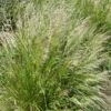 Pixie Fountain Tufted Hair Grass -Sosoli Plant Shop pixie fountain tufted hair grass