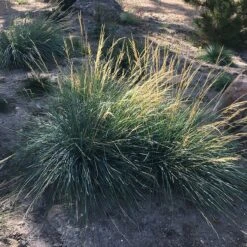 Mini Oat Grass (Poa) 7 Mini Oat Grass (Poa) -Sosoli Plant Shop poa secunda var juncifolia garden growing