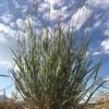 Mini Oat Grass (Poa) -Sosoli Plant Shop poa secunda var juncifolia sky