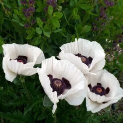 Royal Wedding Oriental Poppy -Sosoli Plant Shop poppy royal wedding and baptisia twilight ablanton