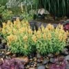 Poquito™ Butter Yellow Agastache -Sosoli Plant Shop poquito butter yellow agastache 1