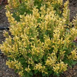 Poquito™ Butter Yellow Agastache -Sosoli Plant Shop poquito butter yellow agastache 3