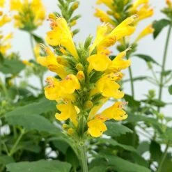 Poquito™ Butter Yellow Agastache -Sosoli Plant Shop poquito butter yellow agastache 4
