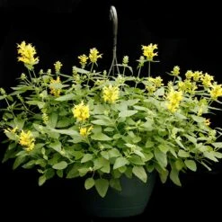 Poquito™ Butter Yellow Agastache -Sosoli Plant Shop poquito butter yellow agastache 5
