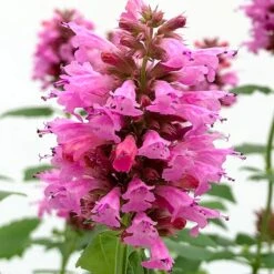 Poquito™ Lavender Agastache -Sosoli Plant Shop poquito lavender agastache close up
