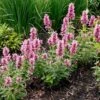Poquito™ Lavender Agastache -Sosoli Plant Shop poquito lavender agastache garden