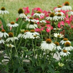 PowWow® White Echinacea -Sosoli Plant Shop pow wow white echinacea