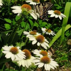 PowWow® White Echinacea -Sosoli Plant Shop powwow white coneflower 1