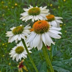 Sosoli Plant Shop 20 Sosoli Plant Shop -Sosoli Plant Shop powwow white echinacea walters garden 1
