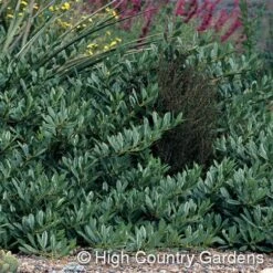 Pawnee Buttes® Sand Cherry (Prunus) 8 Pawnee Buttes® Sand Cherry (Prunus) -Sosoli Plant Shop prunus besseyi pawnee buttes4 1