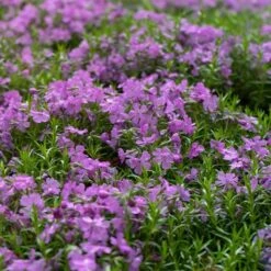 Purple Beauty Creeping Phlox -Sosoli Plant Shop purple beauty creeping phlox groundcover 4