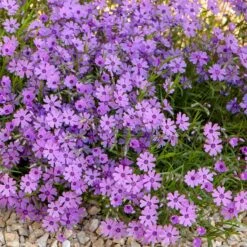 Purple Beauty Creeping Phlox -Sosoli Plant Shop purple beauty creeping phlox rock garden