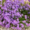 Purple Beauty Creeping Phlox -Sosoli Plant Shop purple beauty creeping phlox rock garden 1