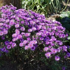 Purple Dome New England Aster -Sosoli Plant Shop purple dome ne aster 3