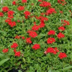 Red Devil Perennial Verbena -Sosoli Plant Shop red devils perennials verbena 2