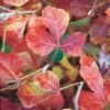 Gro-Low Sumac (Rhus) -Sosoli Plant Shop rhus aromatica gro low