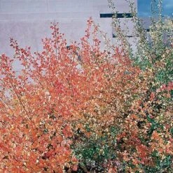 Three-Leaf Sumac (Rhus) 6 Three-Leaf Sumac (Rhus) -Sosoli Plant Shop rhus trilobata1 1 1