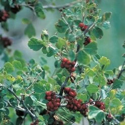 Three-Leaf Sumac (Rhus) 7 Three-Leaf Sumac (Rhus) -Sosoli Plant Shop rhus trilobata 1 1