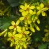 Crandall's Clove Scented Currant (Ribes) -Sosoli Plant Shop ribes odoratum crandali blossoms