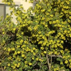 Crandall's Clove Scented Currant (Ribes) -Sosoli Plant Shop ribes odoratum crandali close up of flwr